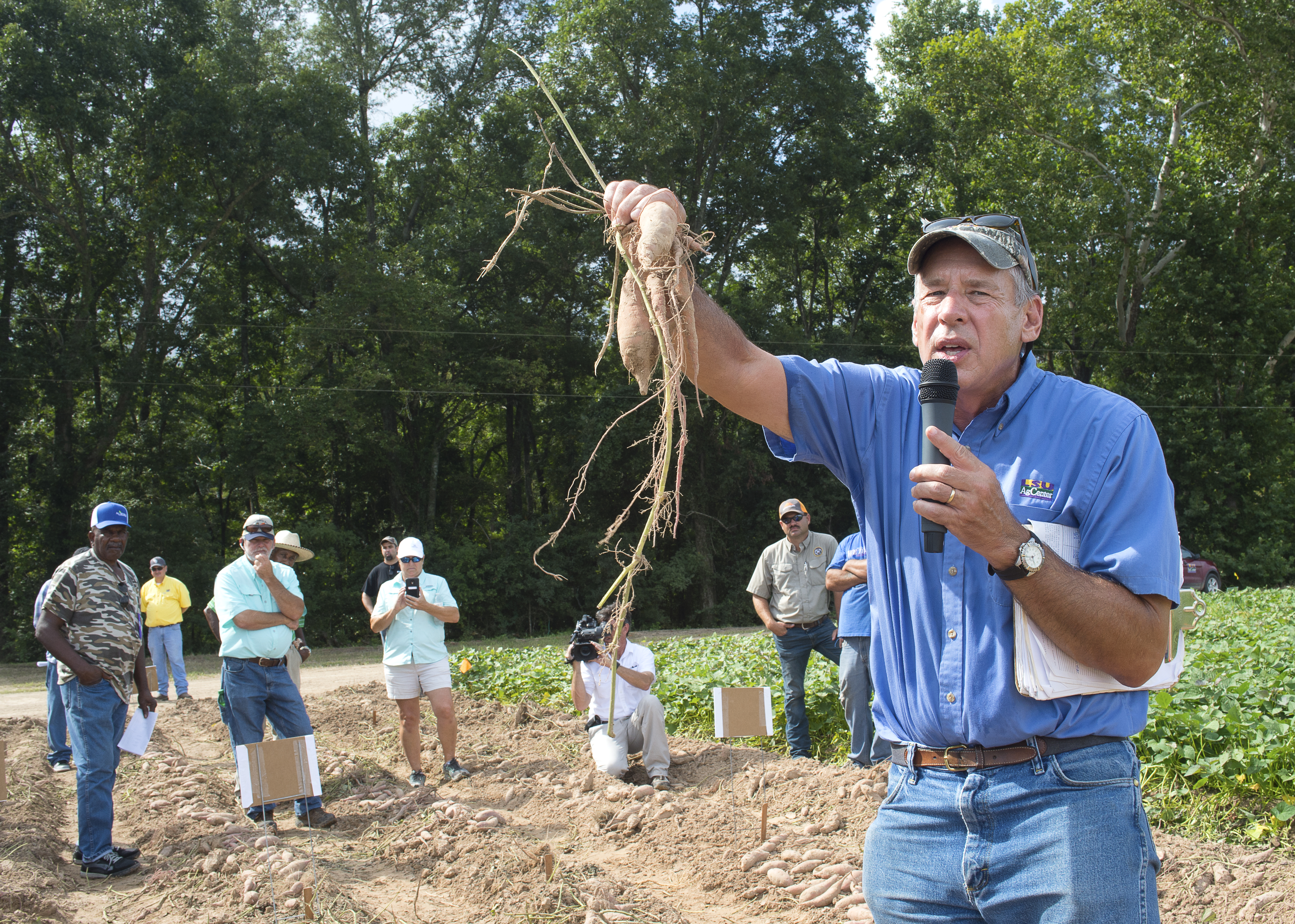 Sweet potato farmers hear about AgCenter research at field day